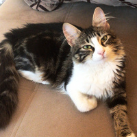 Tekir Kedi, Kedi  Kızım fotoğrafı