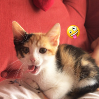 Tekir Kedi, Kedi  Kızım fotoğrafı