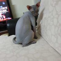 Sphynx, Kedi  Anthony fotoğrafı