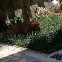 Golden Retriever, Köpek  Güneş fotoğrafı