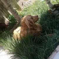 Golden Retriever, Köpek  Güneş fotoğrafı