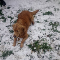 Golden Retriever, Köpek  Güneş fotoğrafı