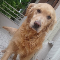 Golden Retriever, Köpek  Güneş fotoğrafı