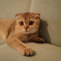Scottish Fold, Kedi  Mia fotoğrafı