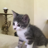 Tekir Kedi, Kedi  Çakıl fotoğrafı