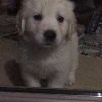 Golden Retriever, Köpek  KAJU fotoğrafı