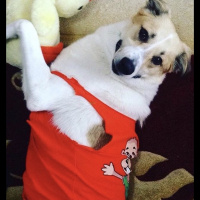 Kangal, Köpek  Pamuk fotoğrafı