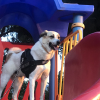 Kangal, Köpek  Pamuk fotoğrafı