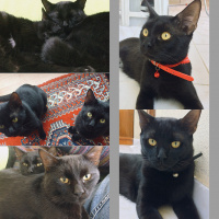 Bombay, Kedi  Tedy&Odin fotoğrafı