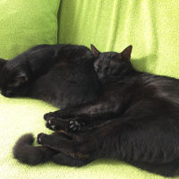 Bombay, Kedi  Tedy&Odin fotoğrafı