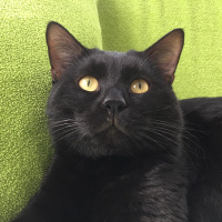 Bombay, Kedi  Tedy&Odin fotoğrafı