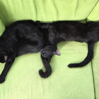 Bombay, Kedi  Tedy&Odin fotoğrafı
