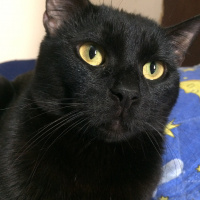 Bombay, Kedi  Tedy&Odin fotoğrafı