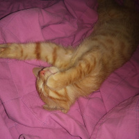 Tekir Kedi, Kedi  Chuck fotoğrafı