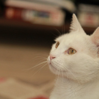 Ankara Kedisi, Kedi  maya fotoğrafı