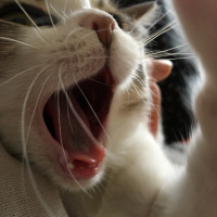 Tekir Kedi, Kedi  Pati fotoğrafı