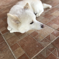Alman Spanieli, Köpek  Peterez fotoğrafı