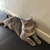 Scottish Fold, Kedi  Lila fotoğrafı