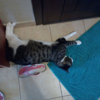 Tekir Kedi, Kedi  Şeker fotoğrafı