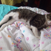 Tekir Kedi, Kedi  Şeker fotoğrafı