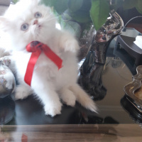 İran Kedisi (Persian), Kedi  CAC fotoğrafı