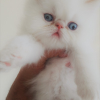 İran Kedisi (Persian), Kedi  CAC fotoğrafı
