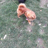 Pekingese, Köpek  Pekmez fotoğrafı
