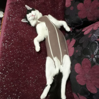 Tekir Kedi, Kedi  Pintos fotoğrafı