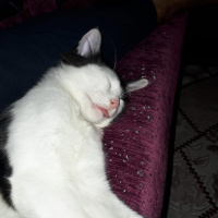 Tekir Kedi, Kedi  Pintos fotoğrafı