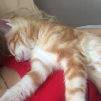 Sarman, Kedi  Legolas fotoğrafı