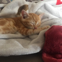 Sarman, Kedi  Legolas fotoğrafı