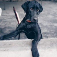Labrador Retriever, Köpek  Pera fotoğrafı