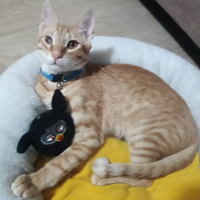 Tekir Kedi, Kedi  Pars fotoğrafı