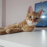 Tekir Kedi, Kedi  Pars fotoğrafı