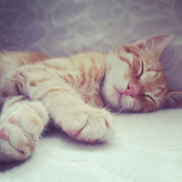 Tekir Kedi, Kedi  Pars fotoğrafı