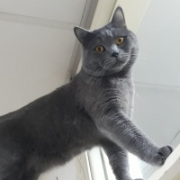 British Shorthair, Kedi  Kafka fotoğrafı