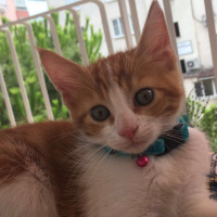 Tekir Kedi, Kedi  Nohut fotoğrafı