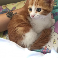 Tekir Kedi, Kedi  Nohut fotoğrafı