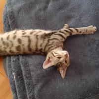 Tekir Kedi, Kedi  Lokum fotoğrafı