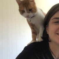 Tekir Kedi, Kedi  Toraman fotoğrafı