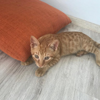 Tekir Kedi, Kedi  Keti fotoğrafı
