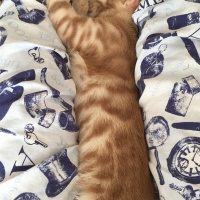 Sarman, Kedi  Alex fotoğrafı