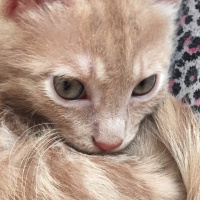 Sarman, Kedi  Alex fotoğrafı