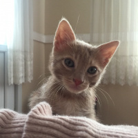 Sarman, Kedi  Alex fotoğrafı