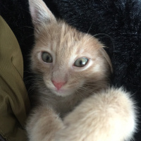Sarman, Kedi  Alex fotoğrafı
