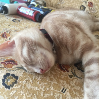 Sarman, Kedi  Alex fotoğrafı
