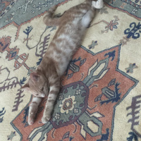 Sarman, Kedi  Alex fotoğrafı