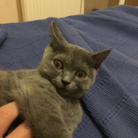 British Shorthair, Kedi  Mia fotoğrafı