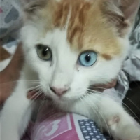 Tekir Kedi, Kedi  Mazlum fotoğrafı