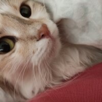 Tekir Kedi, Kedi  prenses dünya fotoğrafı